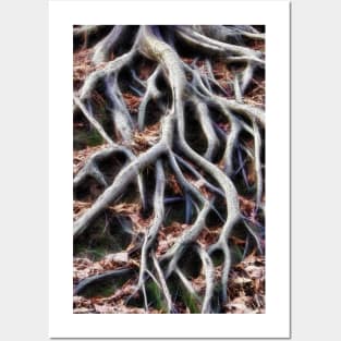 Meandering tree roots Posters and Art